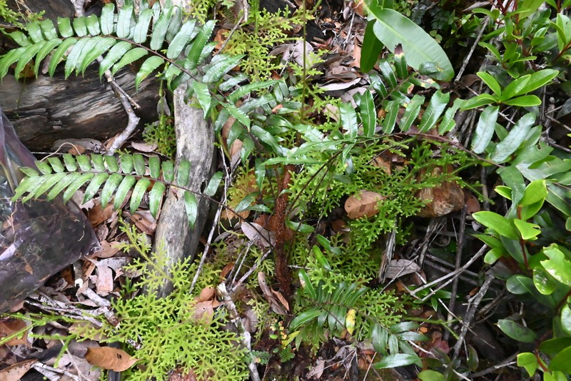 Gymnosphaera biformis