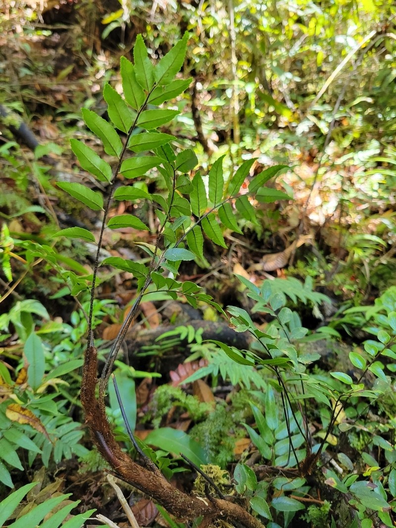 Gymnosphaera biformis photo 2