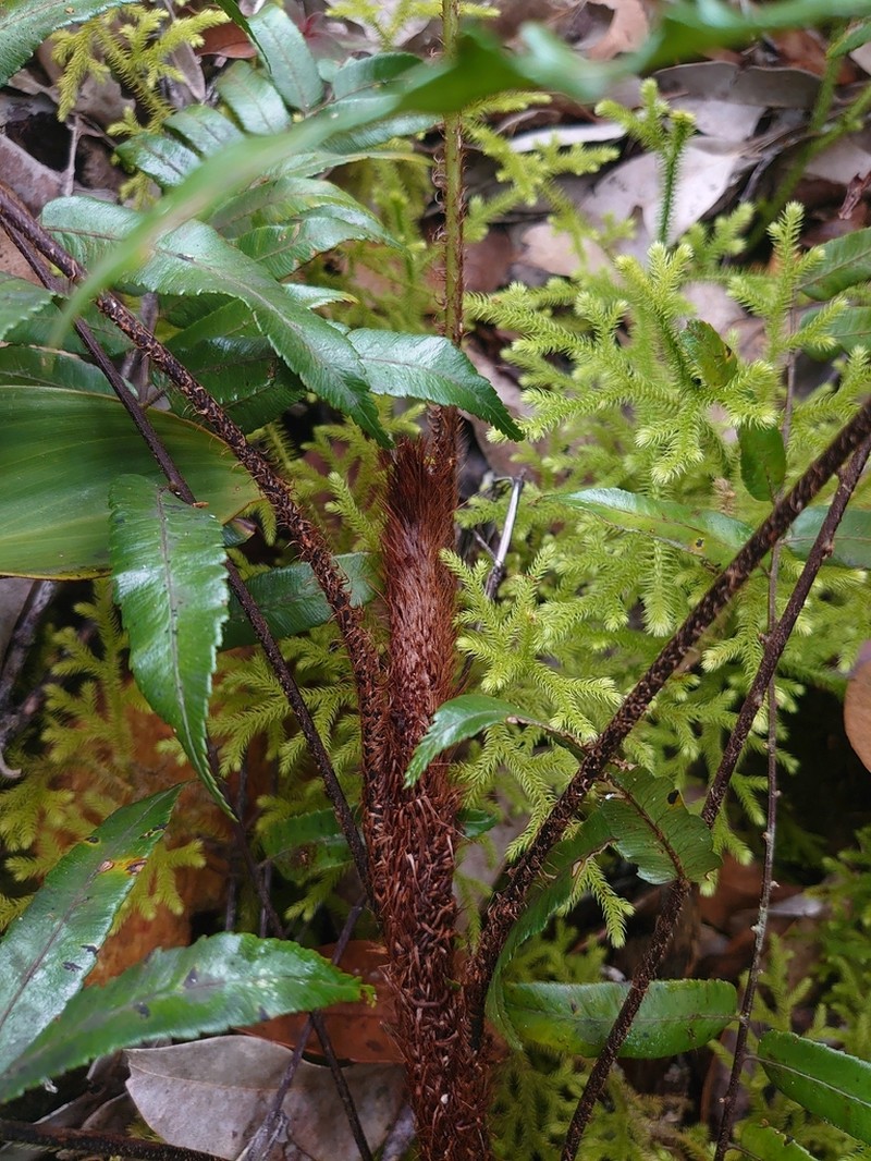 Gymnosphaera biformis photo 4
