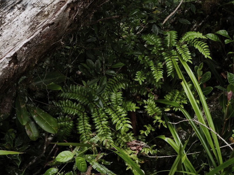 Gymnosphaera biformis photo 5