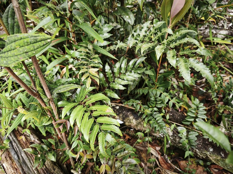 Gymnosphaera biformis photo 6