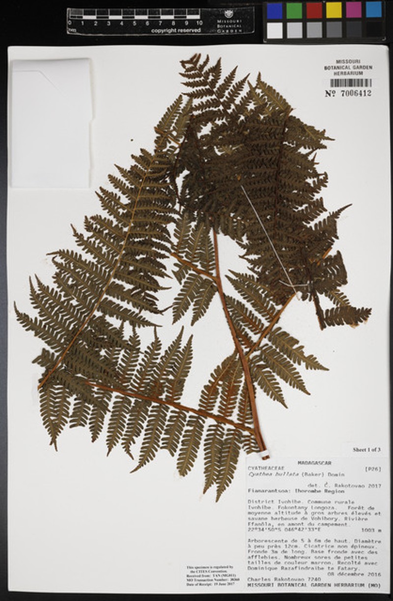 Gymnosphaera boivinii photo 2