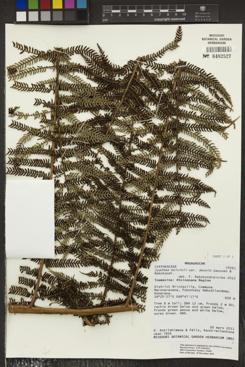 Gymnosphaera boivinii photo 3