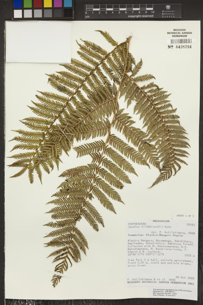 Gymnosphaera boivinii photo 4