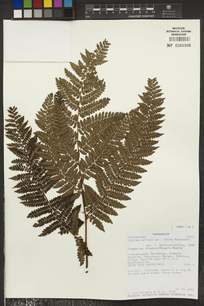 Gymnosphaera boivinii var. lobata