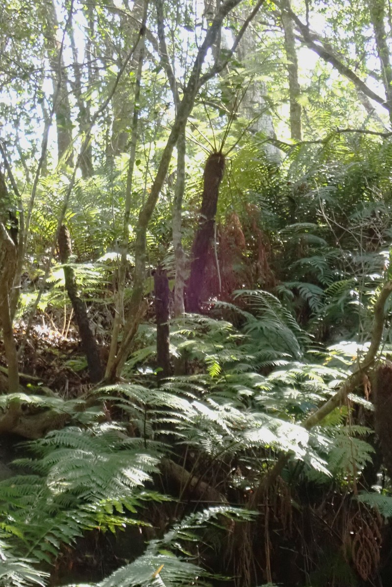 Gymnosphaera capensis
