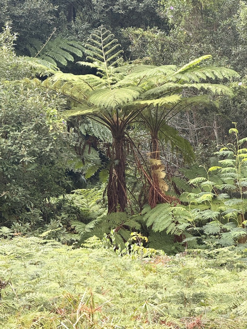 Gymnosphaera capensis photo 2