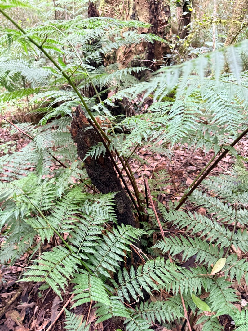 Gymnosphaera capensis photo 3