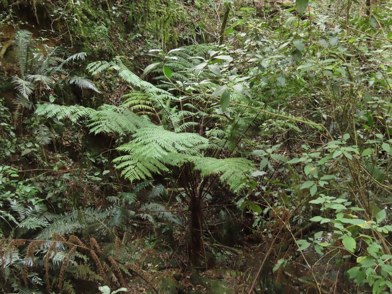 Gymnosphaera capensis photo 4