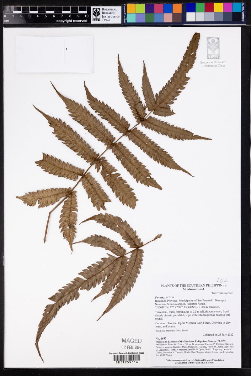 Gymnosphaera commutata