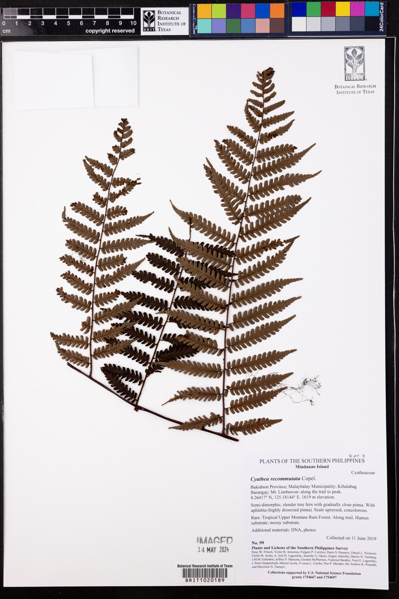 Gymnosphaera commutata photo 2