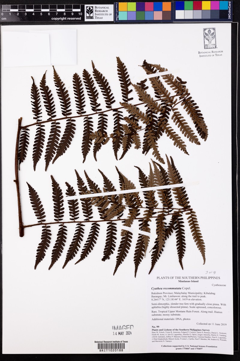 Gymnosphaera commutata photo 3
