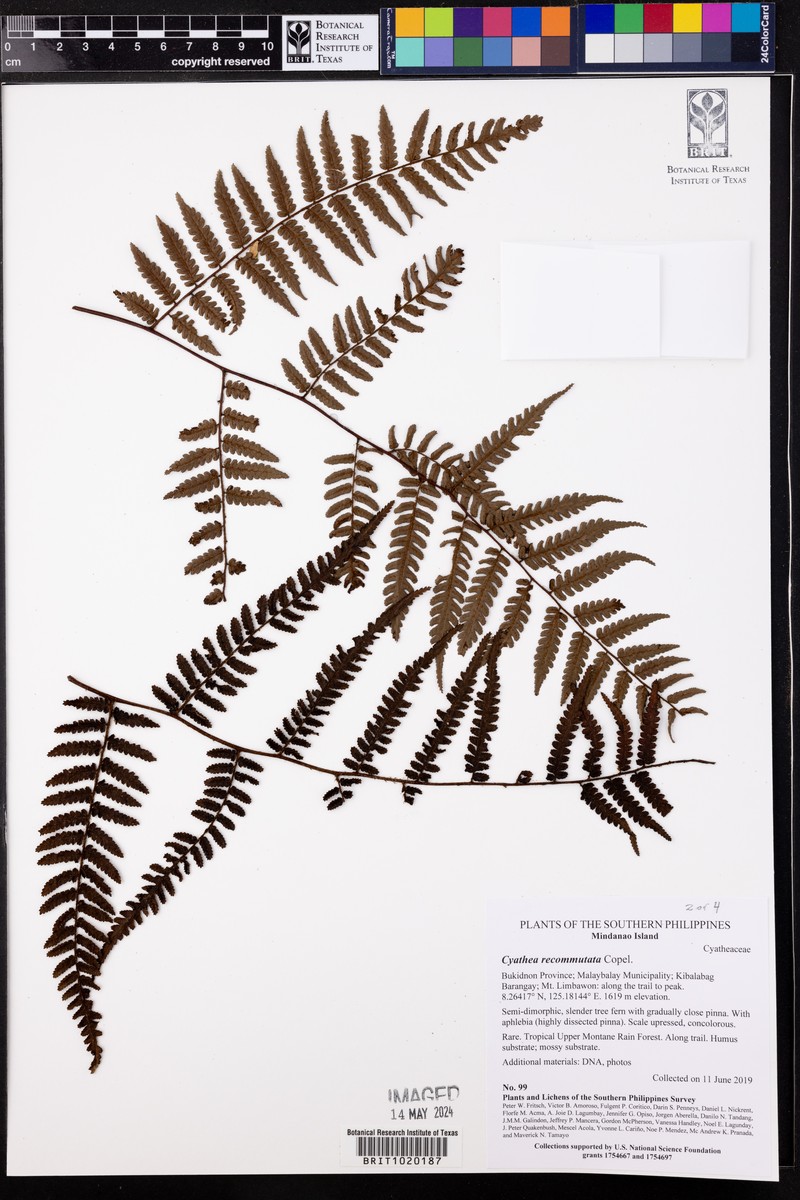 Gymnosphaera commutata photo 4
