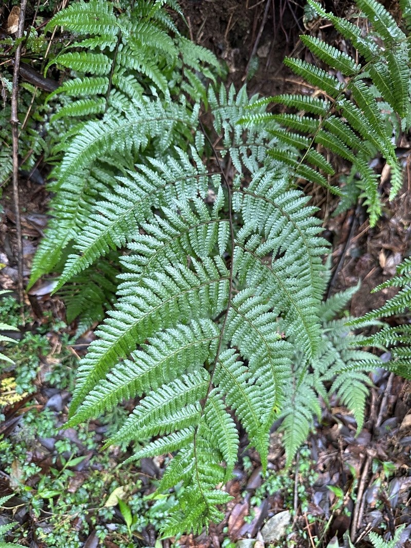 Gymnosphaera denticulata