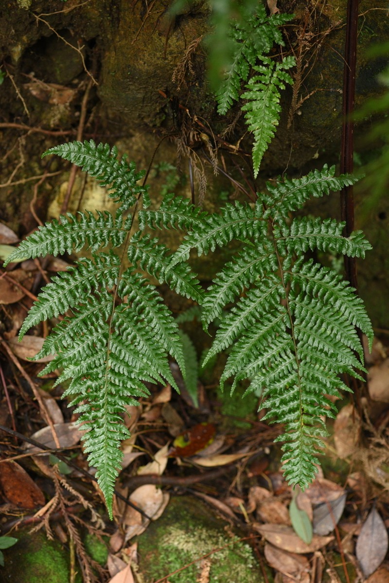 Gymnosphaera denticulata photo 2