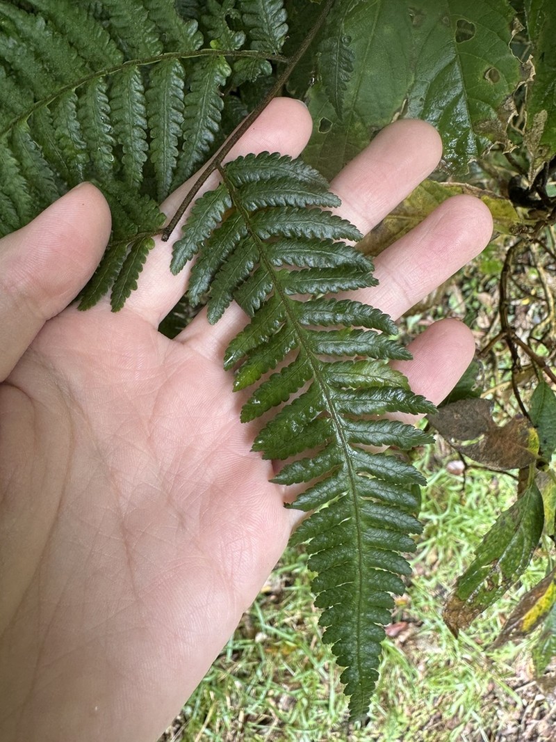 Gymnosphaera denticulata photo 3