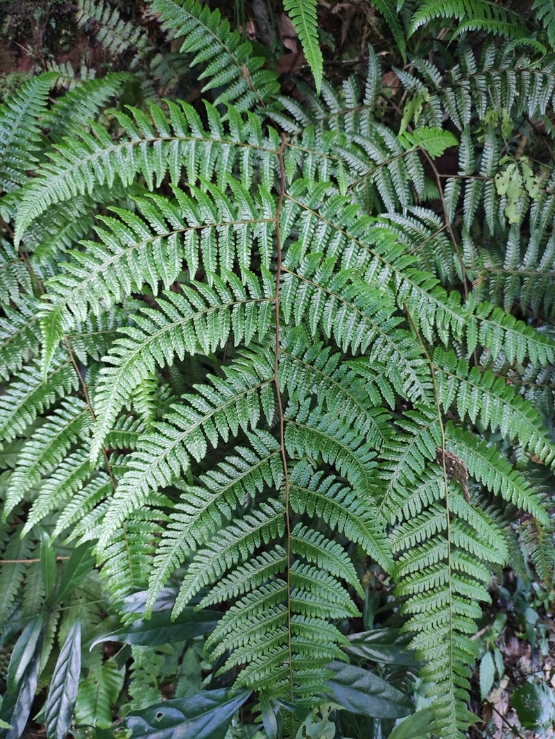 Gymnosphaera denticulata photo 4