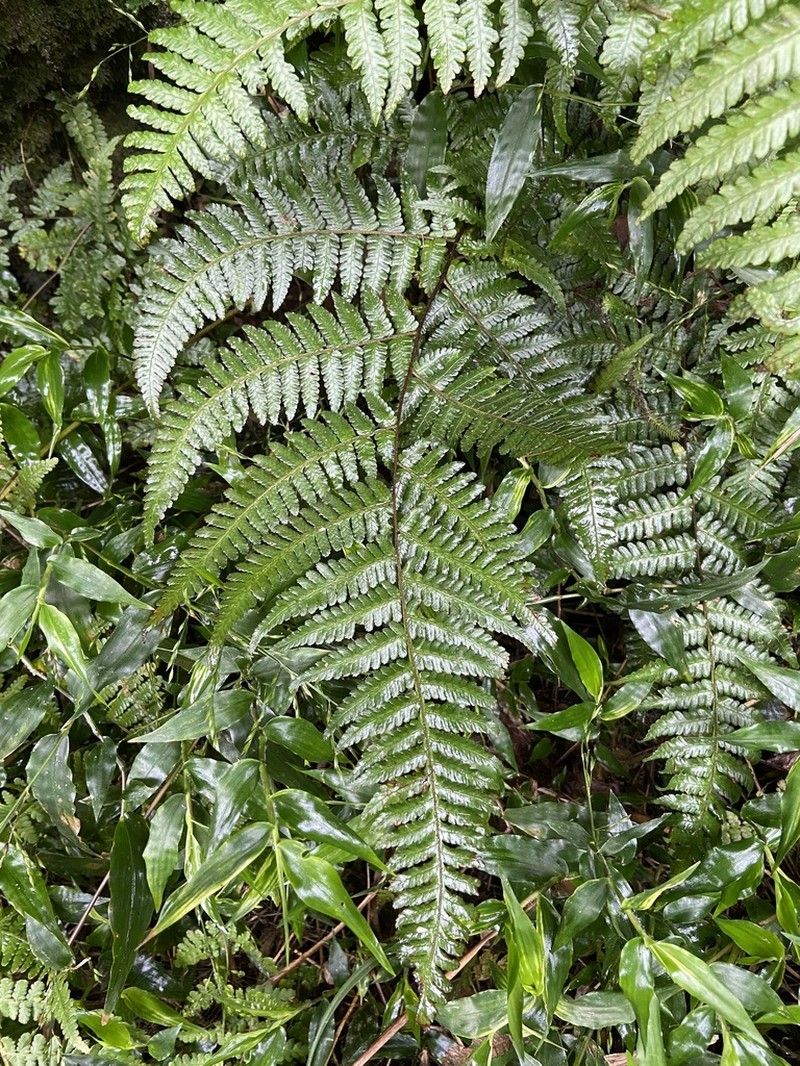 Gymnosphaera denticulata photo 5