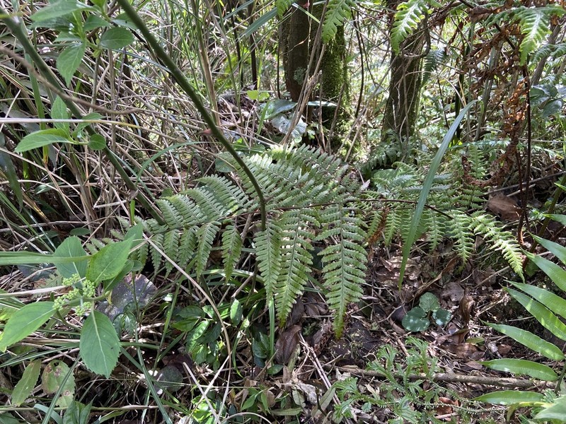 Gymnosphaera denticulata photo 6