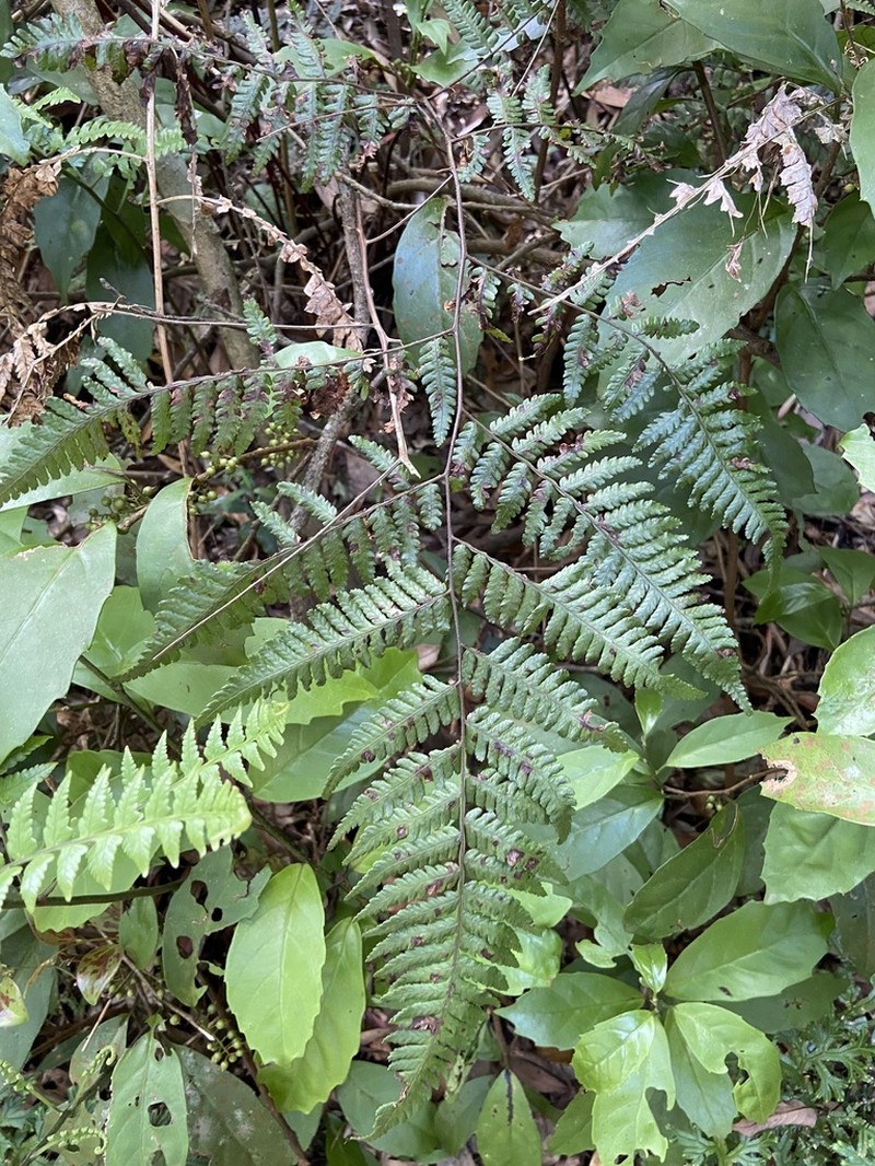 Gymnosphaera denticulata photo 7