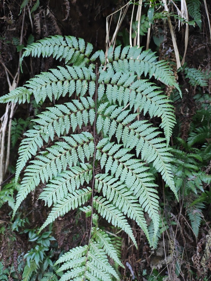 Gymnosphaera denticulata photo 8