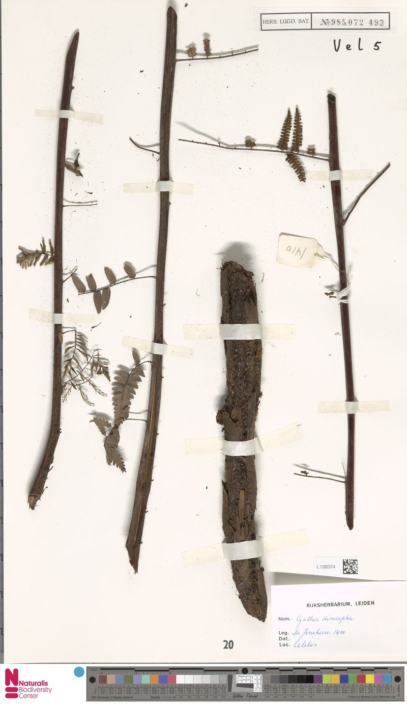 Gymnosphaera dimorpha