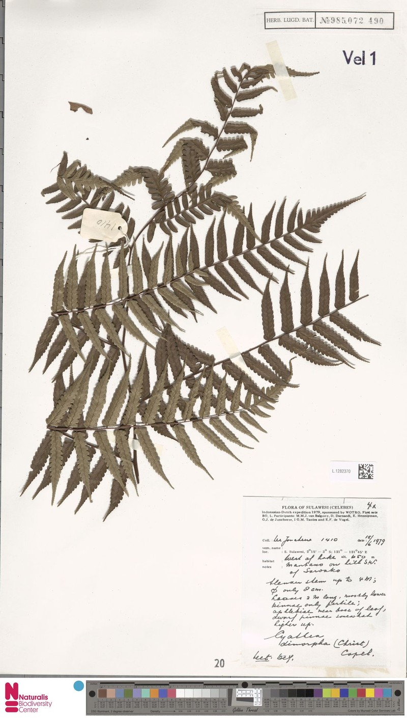 Gymnosphaera dimorpha photo 2