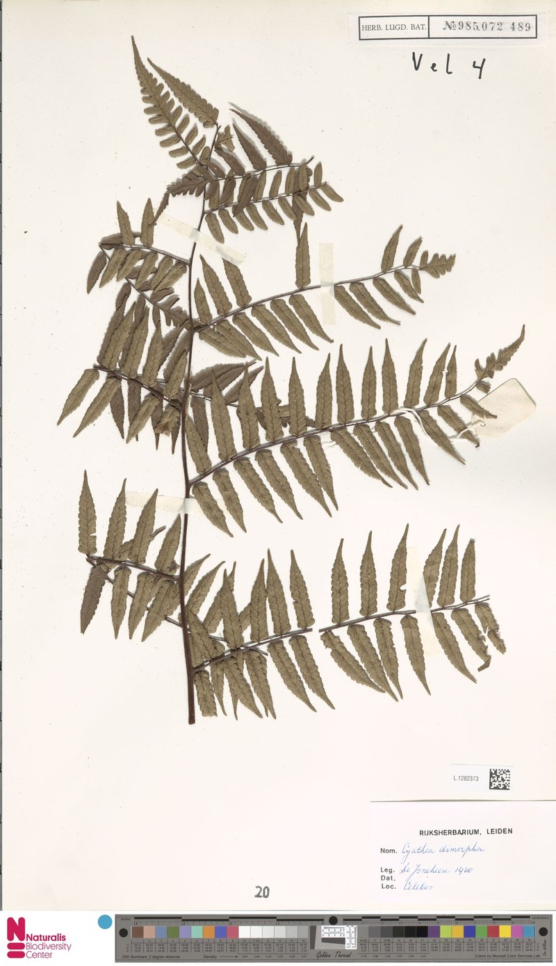 Gymnosphaera dimorpha photo 3