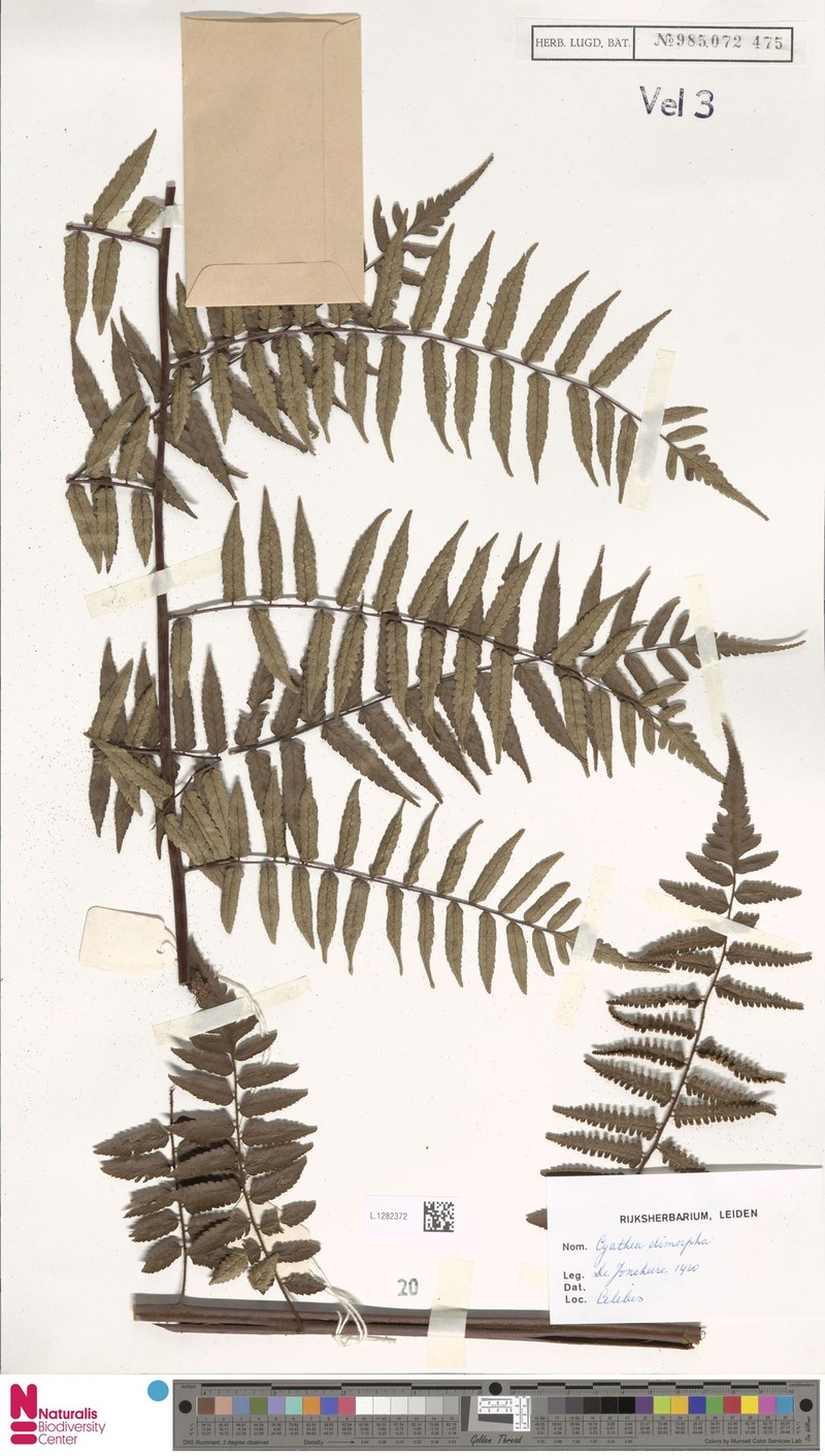 Gymnosphaera dimorpha photo 4