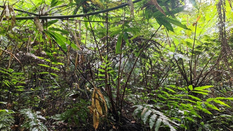 Gymnosphaera gigantea