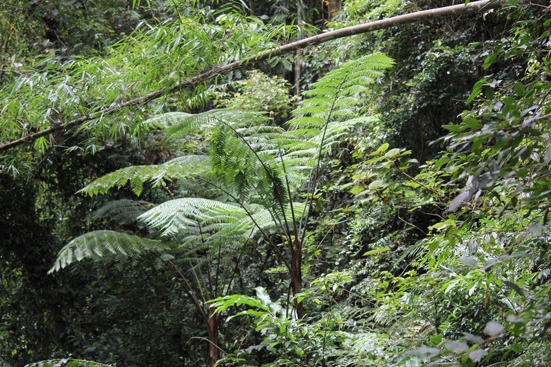 Gymnosphaera gigantea photo 2