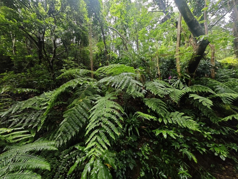 Gymnosphaera gigantea photo 3