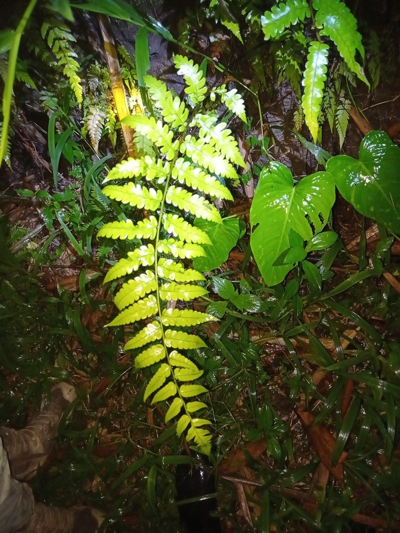 Gymnosphaera gigantea photo 4