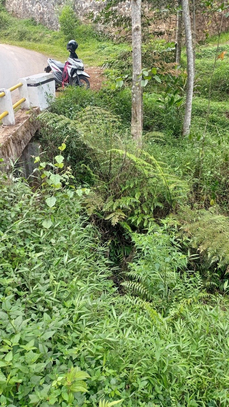 Gymnosphaera gigantea photo 5