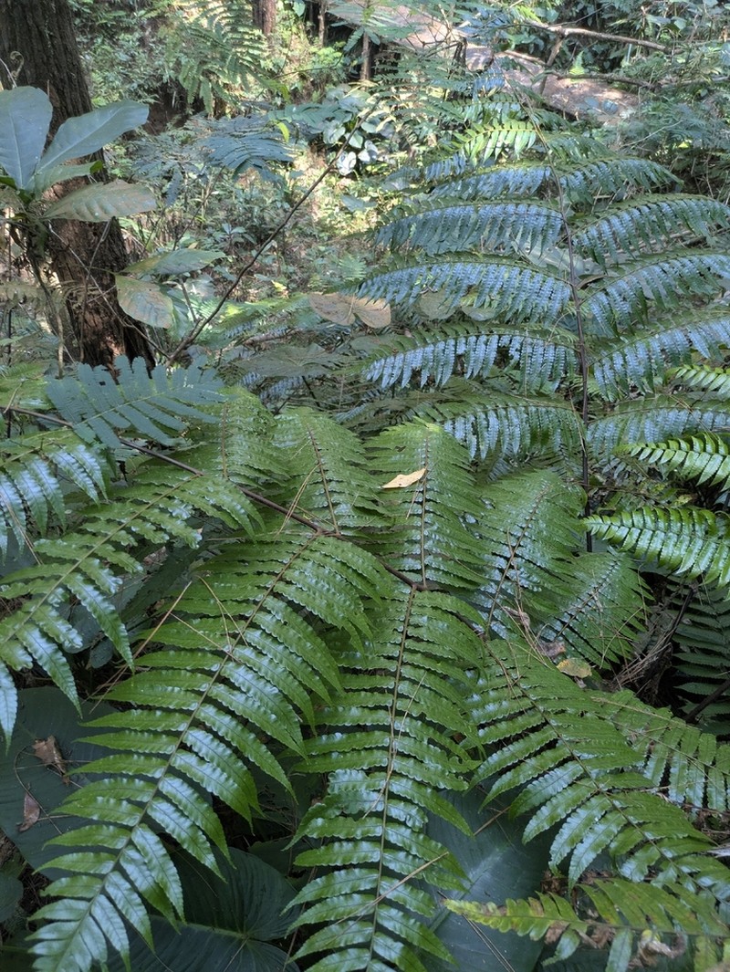 Gymnosphaera gigantea photo 6