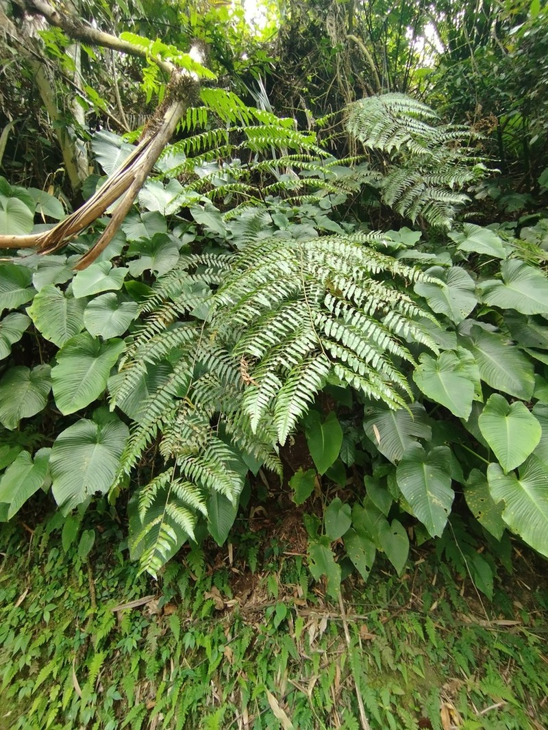 Gymnosphaera gigantea photo 7