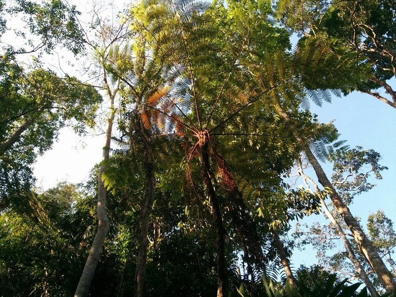 Gymnosphaera gigantea photo 8