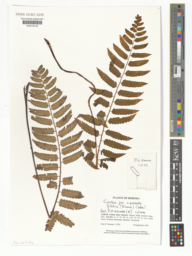 Gymnosphaera glabra