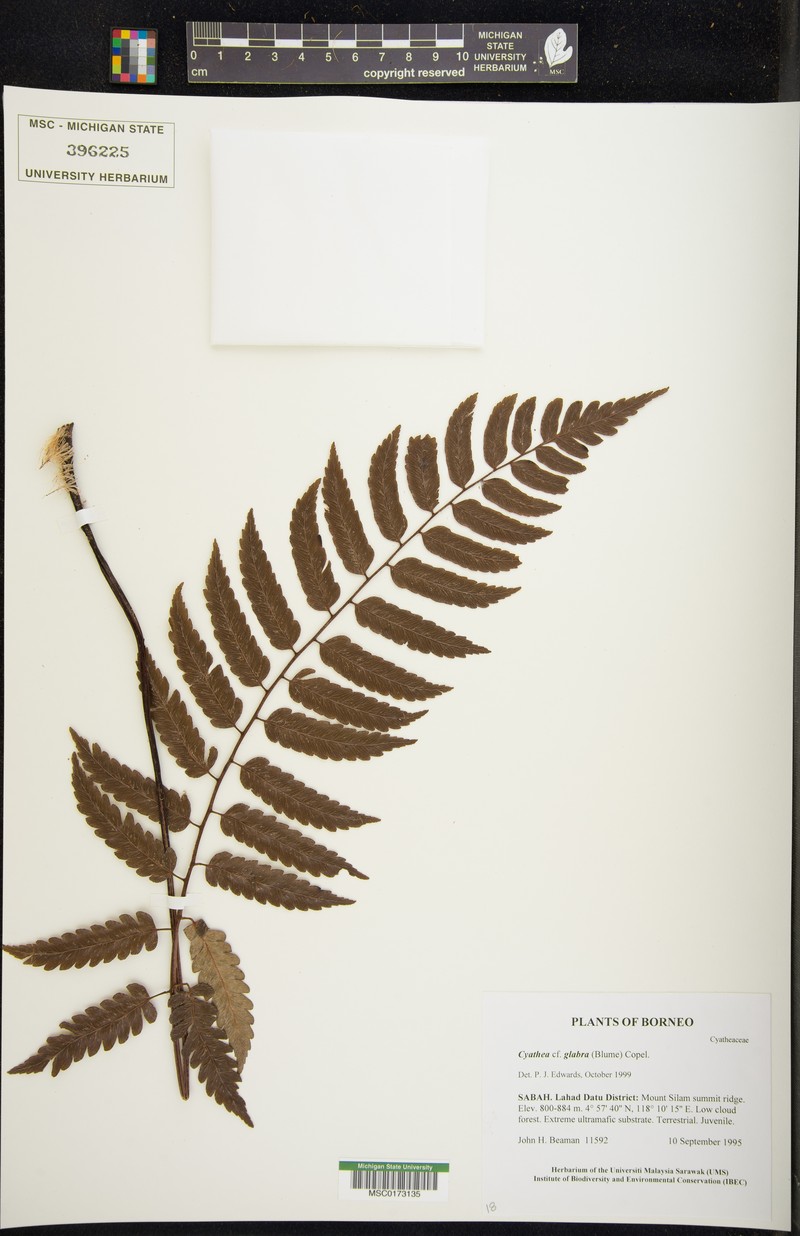 Gymnosphaera glabra photo 2
