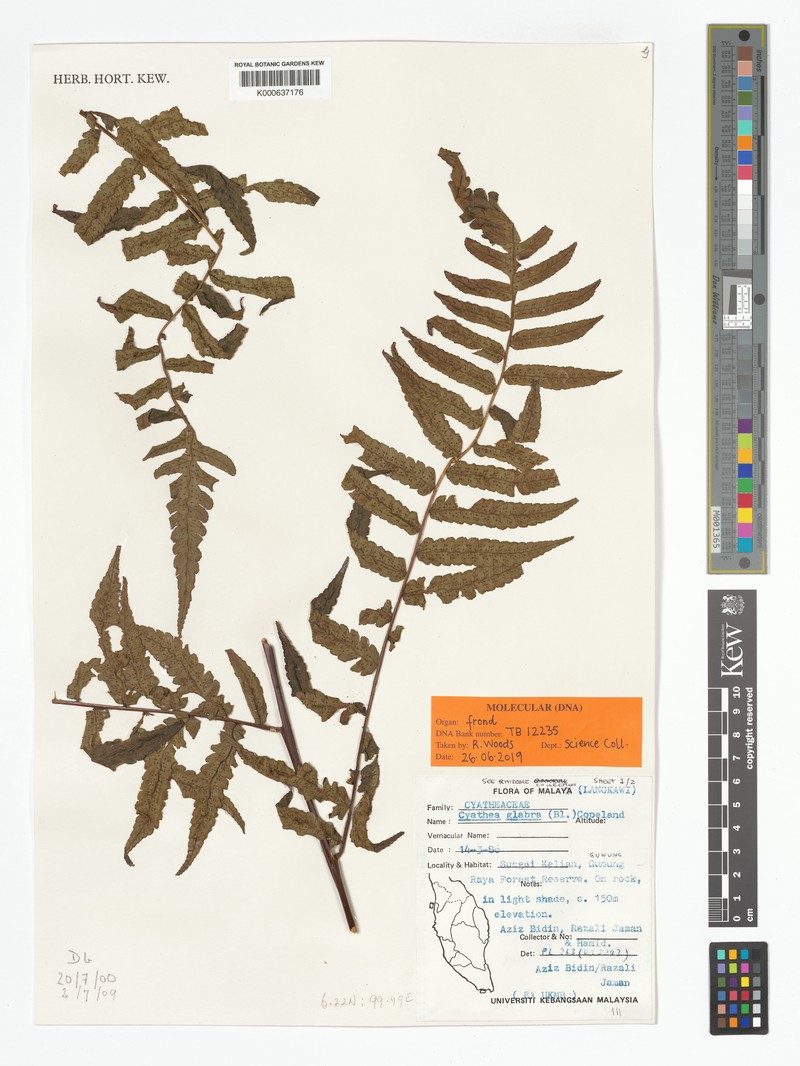 Gymnosphaera glabra photo 3