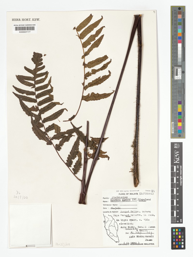Gymnosphaera glabra photo 4