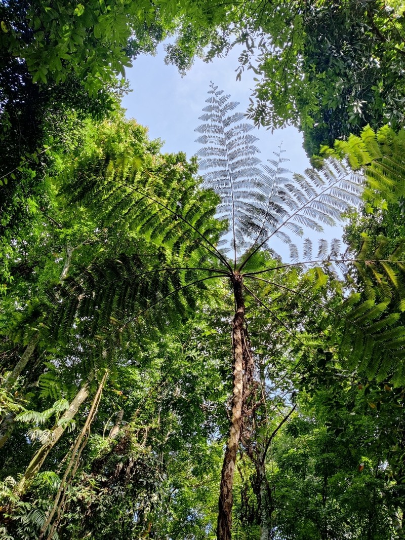 Gymnosphaera henryi