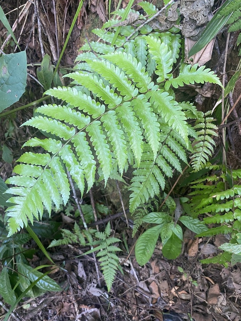 Gymnosphaera henryi photo 2