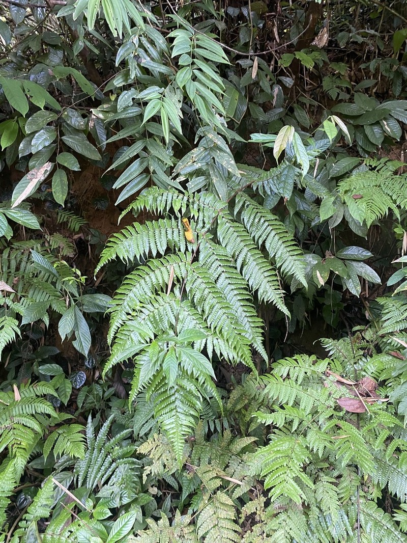 Gymnosphaera henryi photo 3