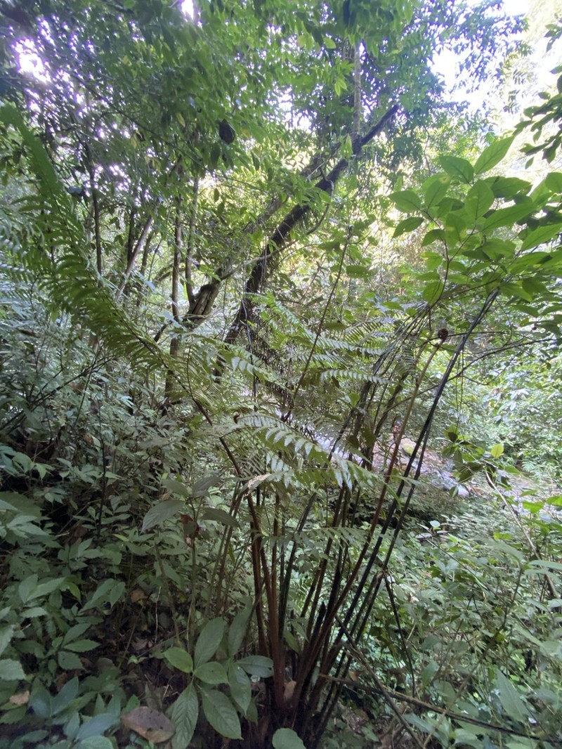 Gymnosphaera henryi photo 4
