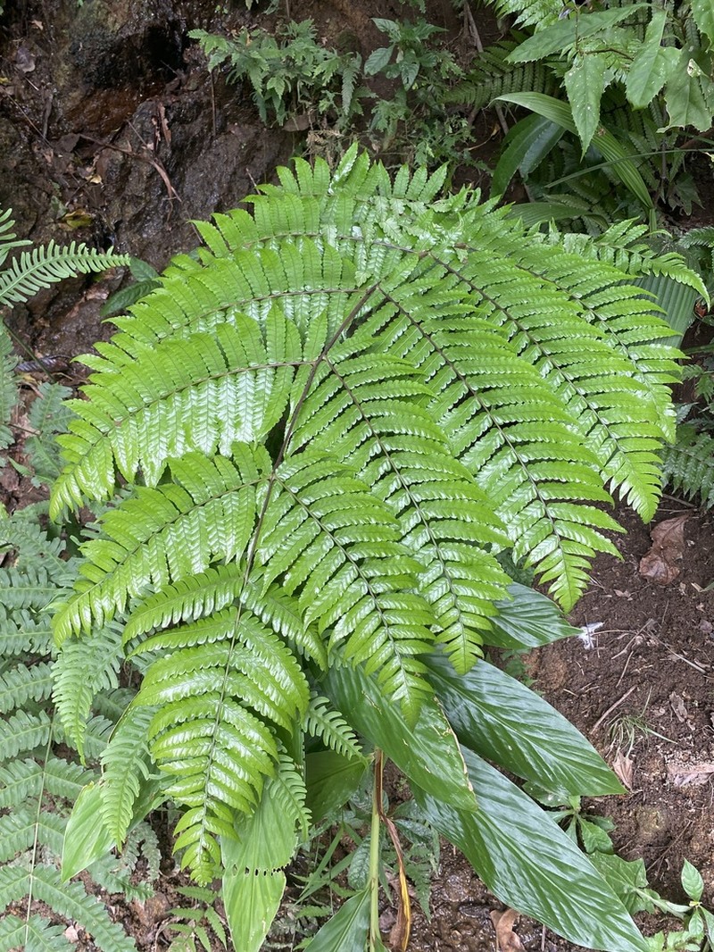 Gymnosphaera henryi photo 5