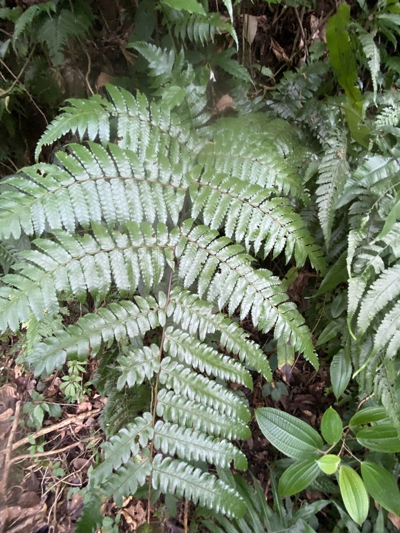 Gymnosphaera henryi photo 6