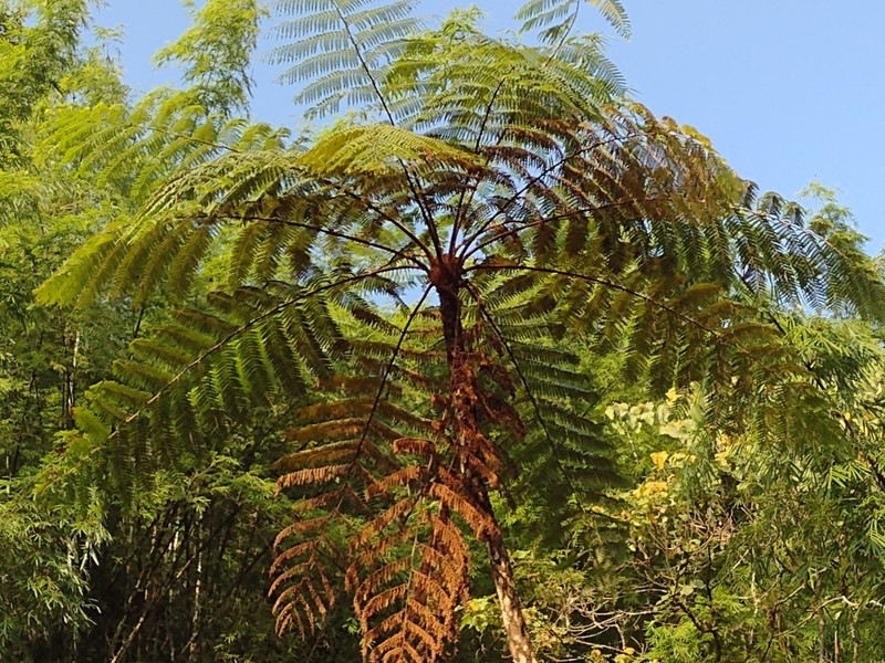 Gymnosphaera henryi photo 7