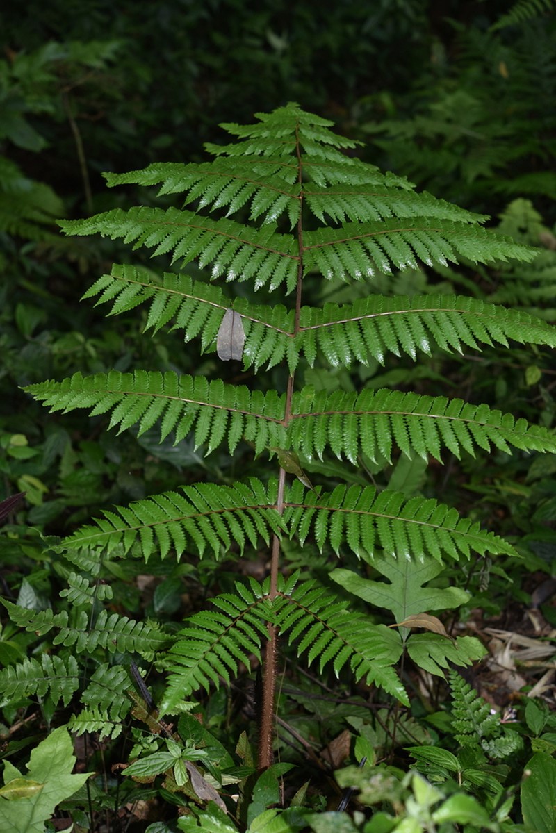 Gymnosphaera henryi photo 8