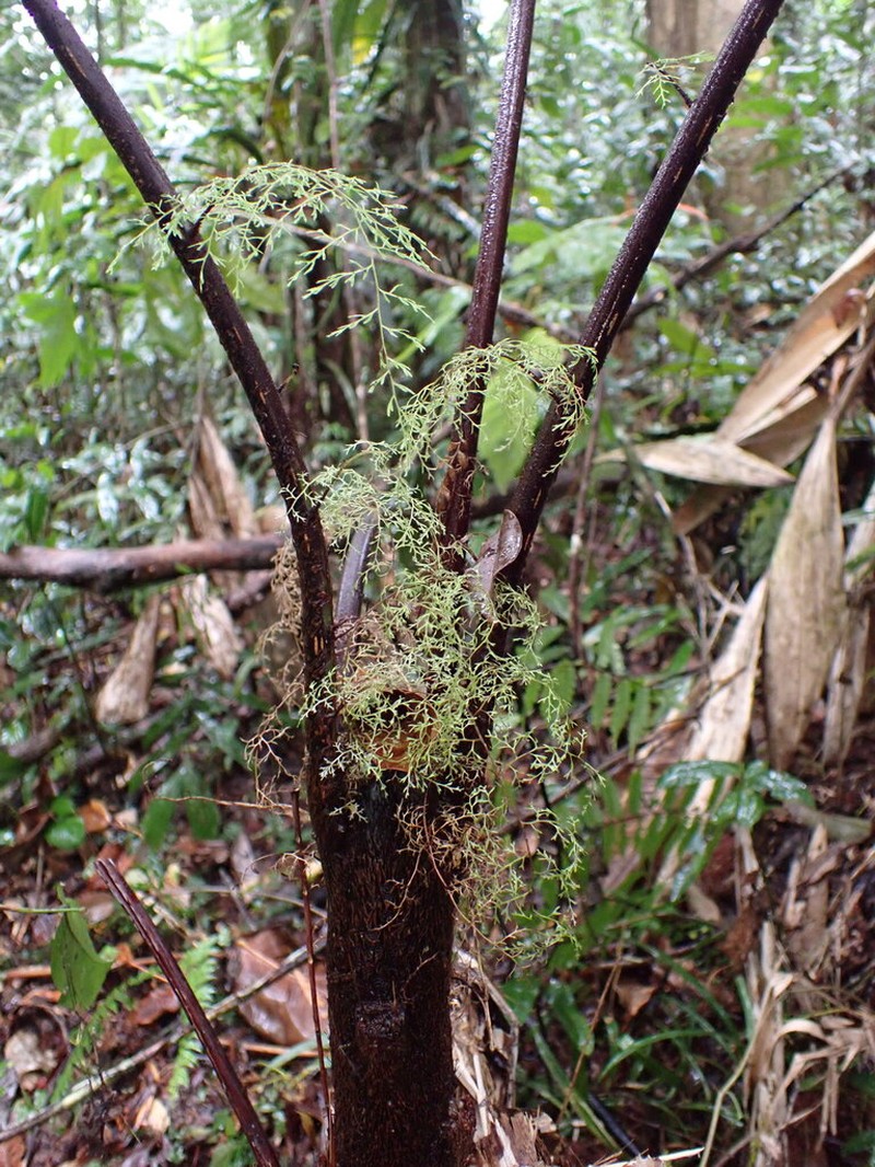 Gymnosphaera hornei